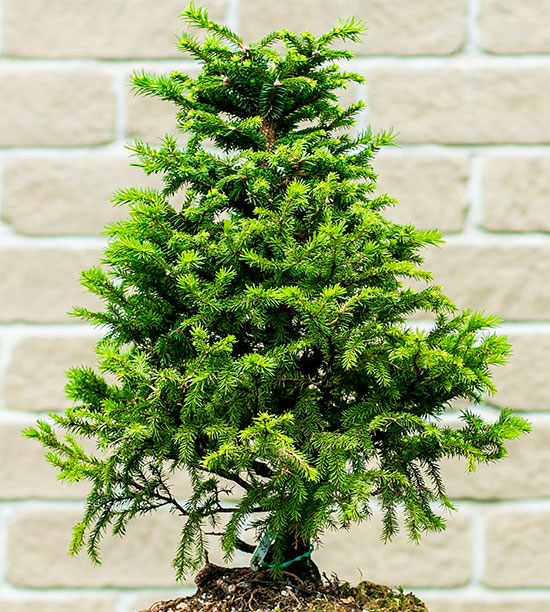 Bonsái picea glehnii