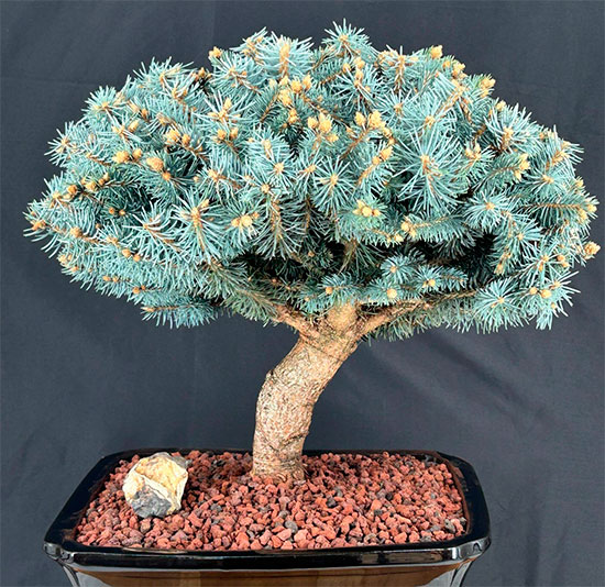 Bonsái picea pungens