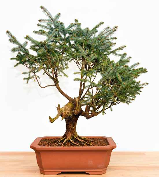 Bonsái picea sitchensis - Abeto de Stika