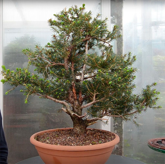 Prebonsai de picea