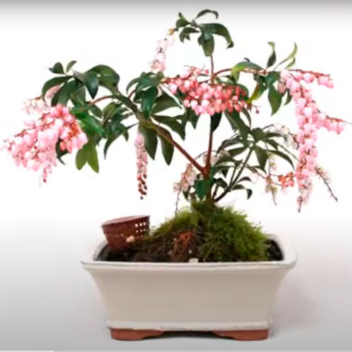 bonsái Pieris japónica - Andrómeda