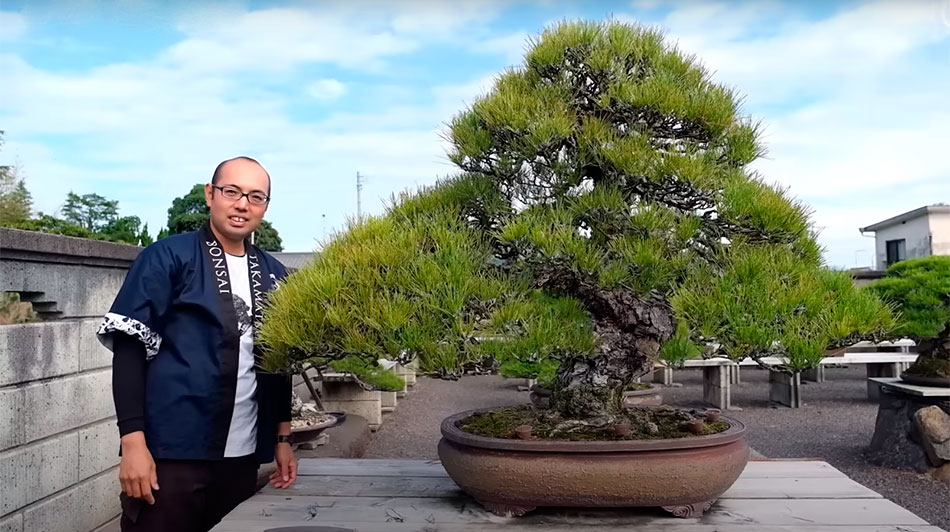 Bonsái de pino japonés