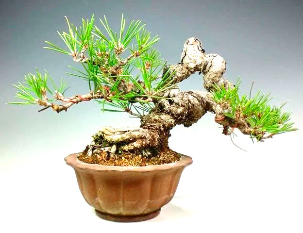 Bonsai pino piñonero