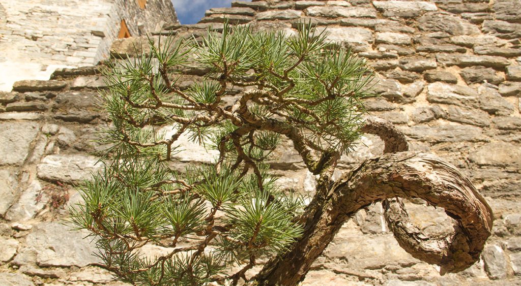 Bonsái de pino silvestre