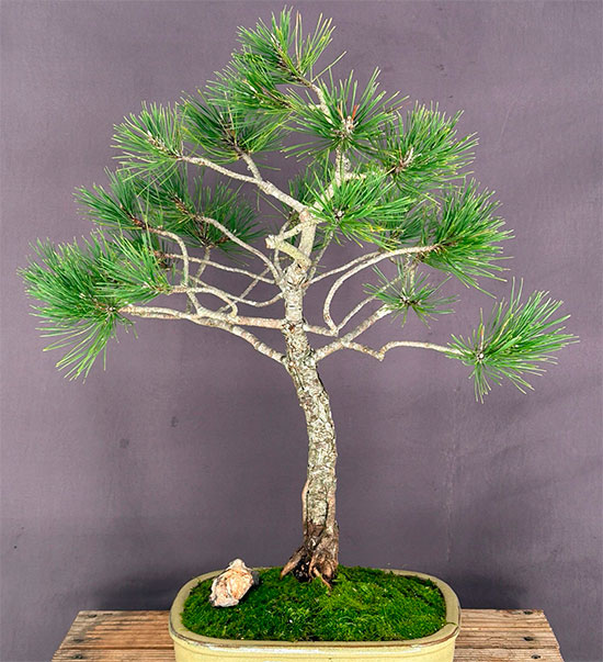 Bonsai pinus densiflora o pino rjo japonés