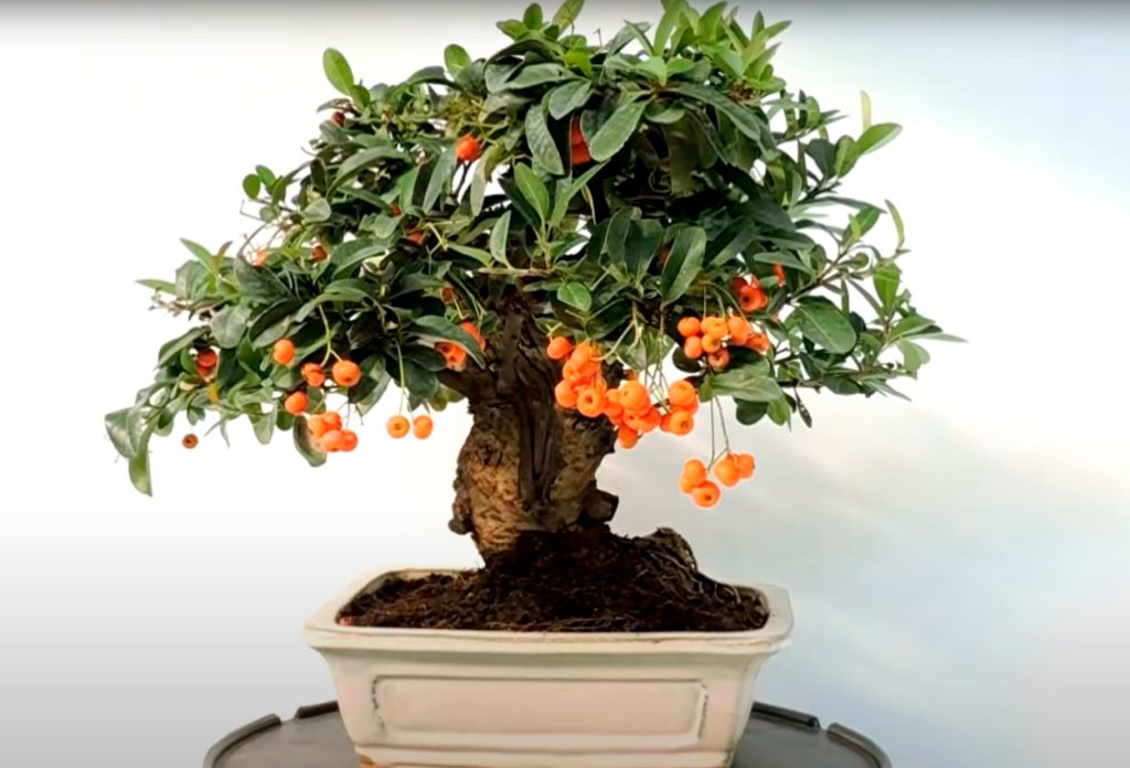 Bonsai piracanta