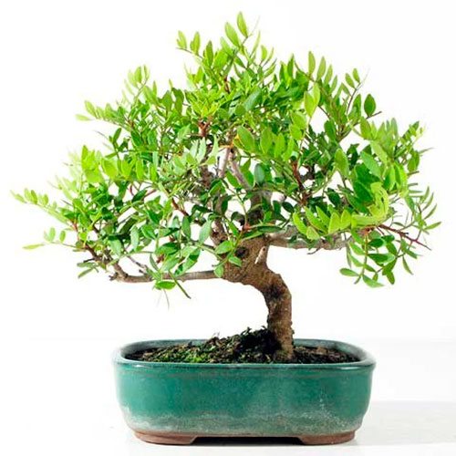 Bonsai de pistacia lentiscus - lentisco