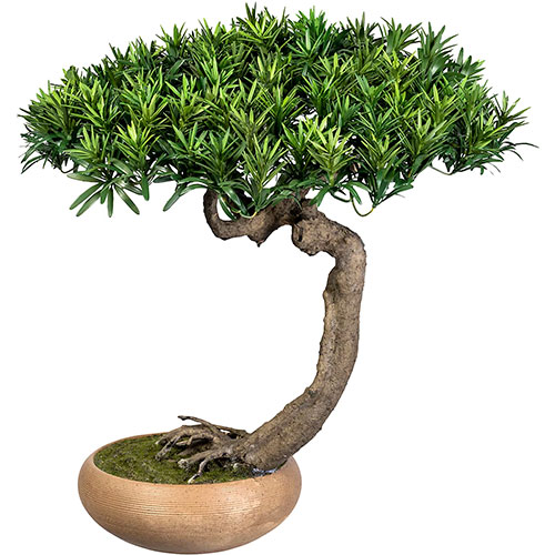 Bonsai de podocarpus o tejo chino