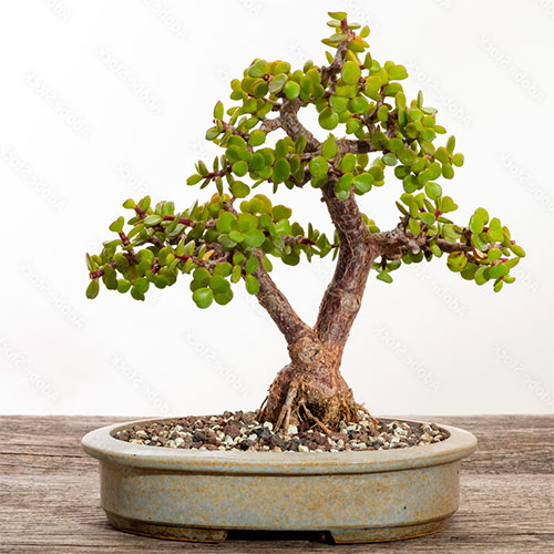 Bonsai portulacaria afra