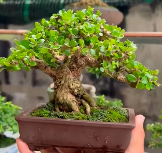 Bobnsía de premna microphylla