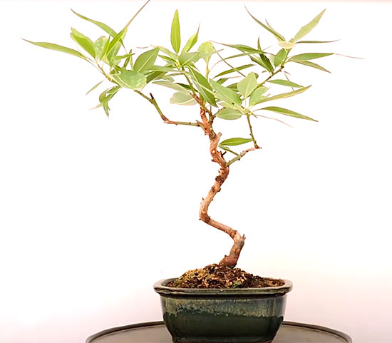 Bonsái prunus dulcis