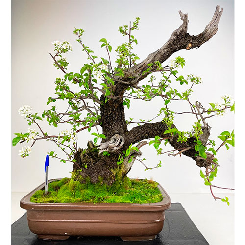 Bonsai de prunus mahaleb - cerezo de Santa Lucía