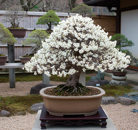 Bonsái prunus salicina