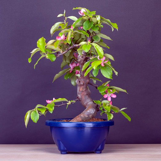 bonsai pseudocydonia sinensis