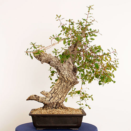 bonsai quercus faginea