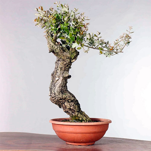 Bonsai de quercus suber - alcornoque