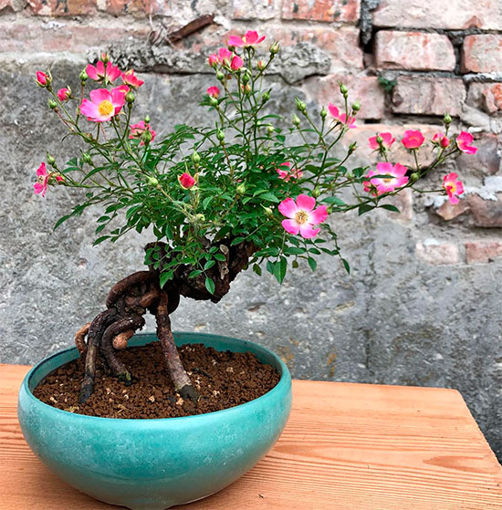Bonsái rosa canina