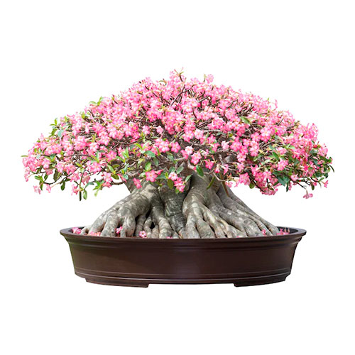 Bonsai de rosa del desierto - Adenium obesum