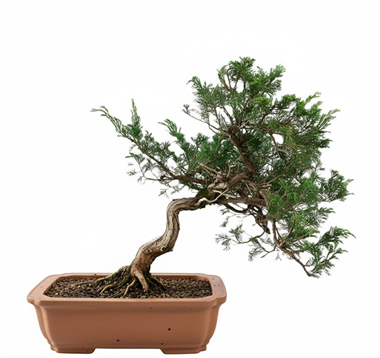 Bonsái de sabina negra - Juniperus phoenicea