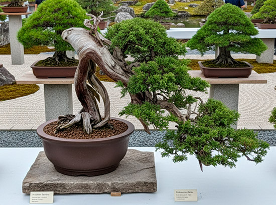 Bonsái Juniperus sabina - Sabina rastrera en jardín de bonsáis