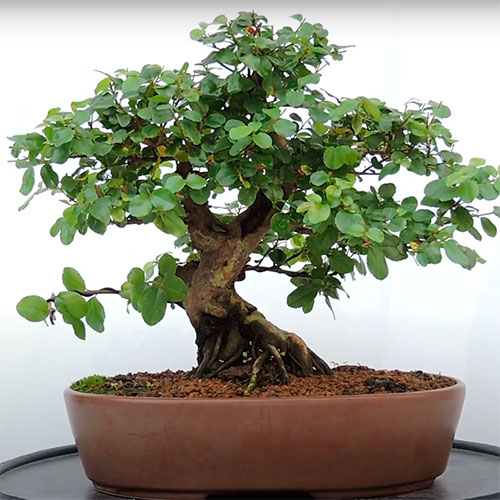 Bonsai de sageretia