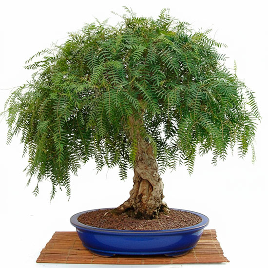 Bonsai schinus molle o falso pimentero