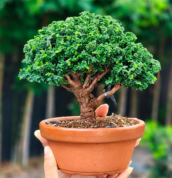 Bonsai Sekka Hinoki