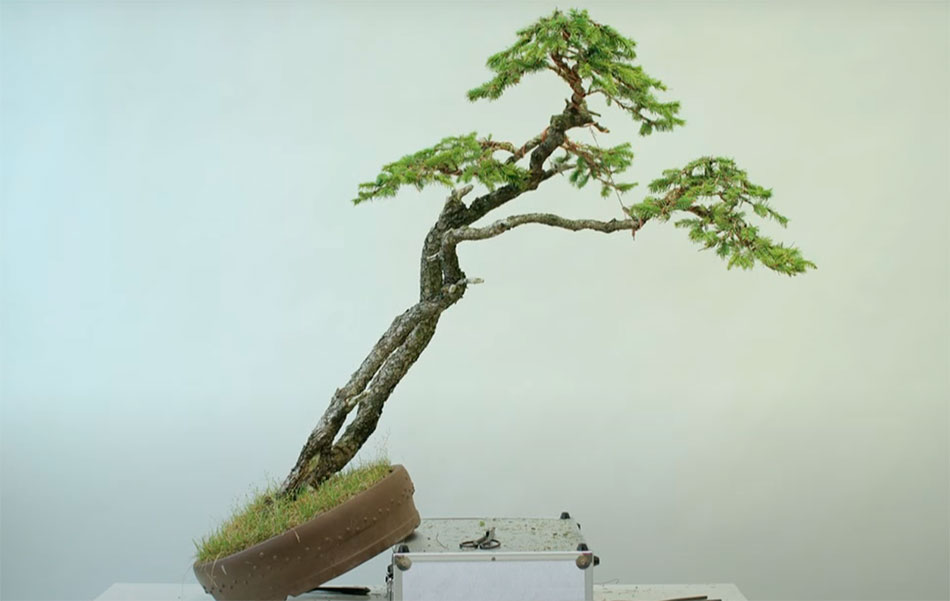 Bonsai estilo shakan o estilo inclinado