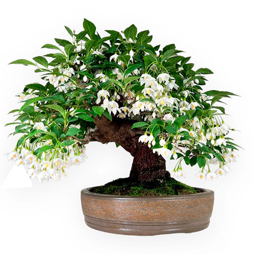 Bonsai styrax japonica