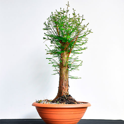 Bonsai de taxodium distichum o ciprés de los pantanos