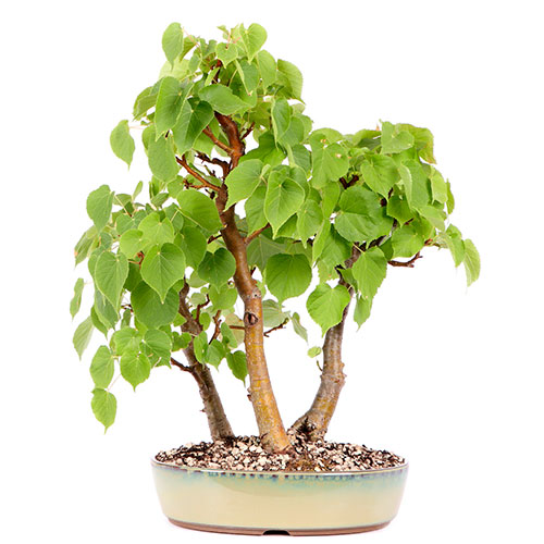 Bonsai tilia cordata