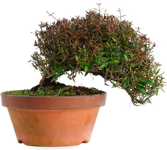 Trachelospermum asiaticum bonsai