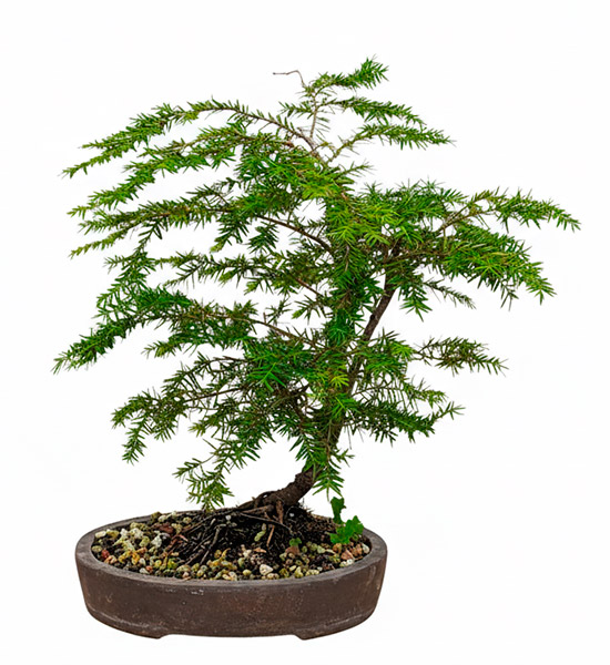 Bonsai tsuga canadensis - abeto oriental