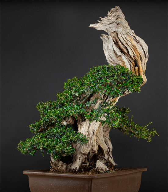 Bonsai ullastre