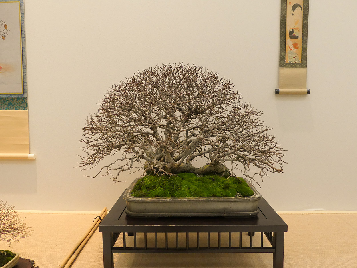Bonsai Olmo Parvifolia