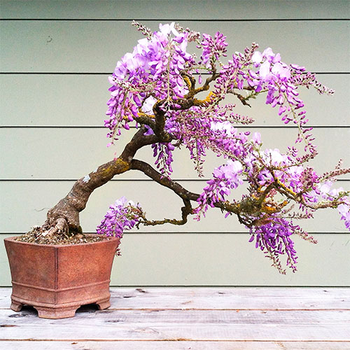 Bonsai de Wisteria