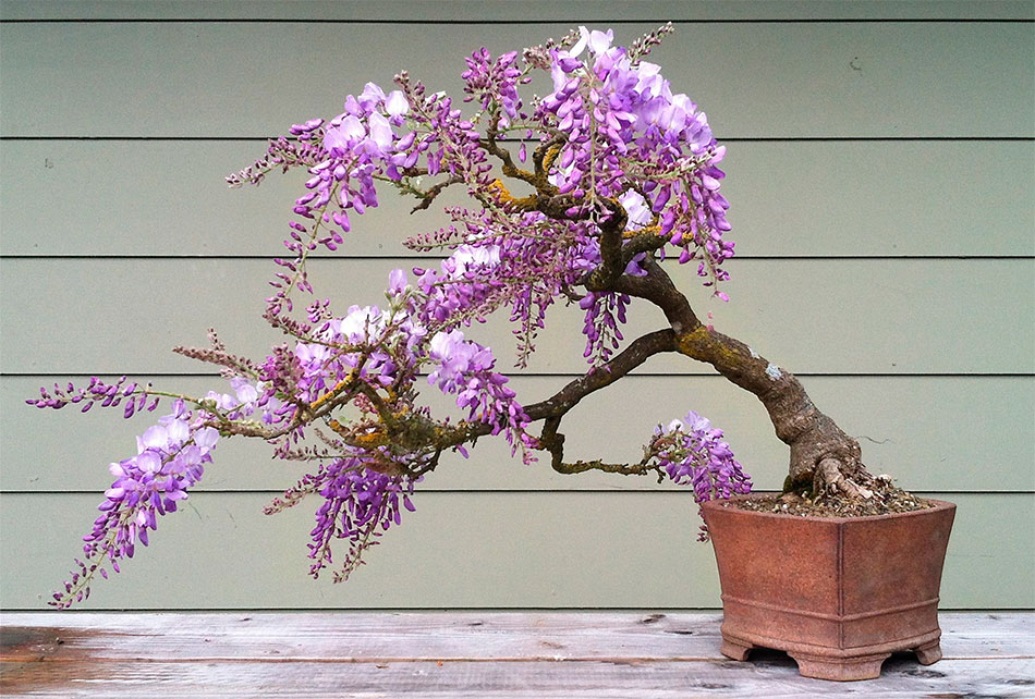 Los mejores bonsáis de flor