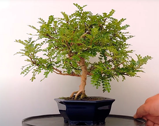 Zanthoxylum Piperitum. Pimentero Japonés.