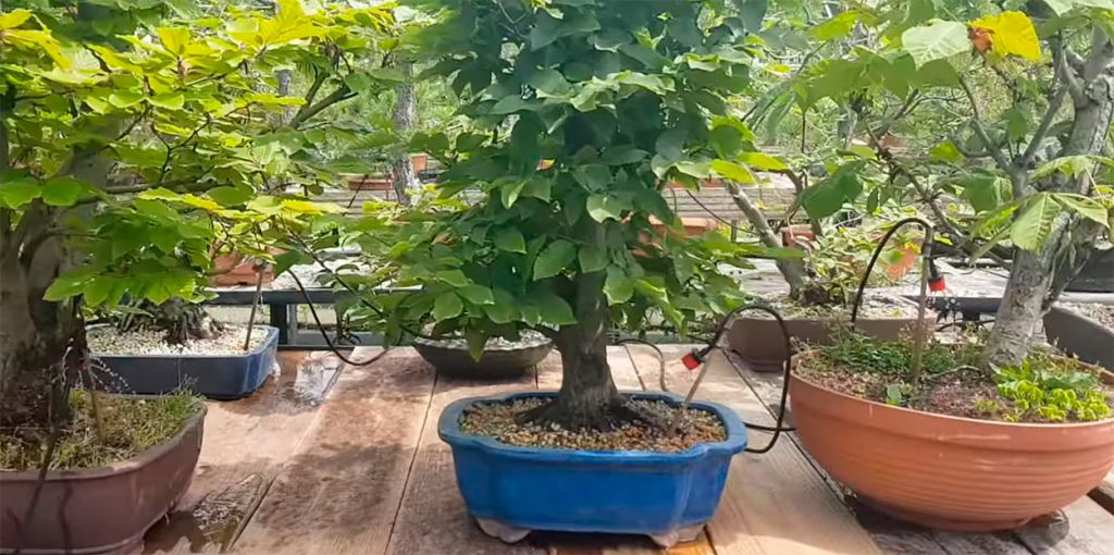 Bonsáis con riego automático