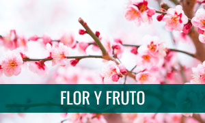 Bonsáis de flor y fruto