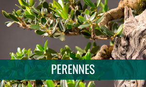 Bonsáis perennes