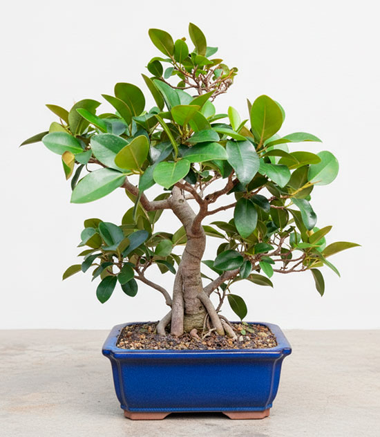 Bonsái de ficus rubiginosa