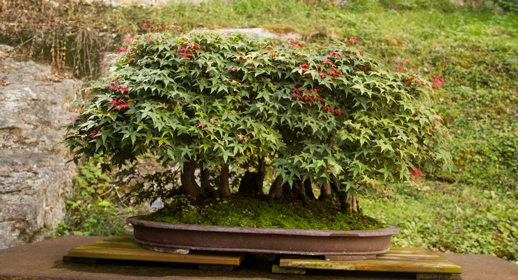 Bosque de Bonsais de acer palmatum