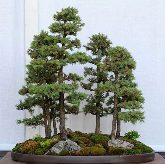 Bosque de bonsáis picea glauca