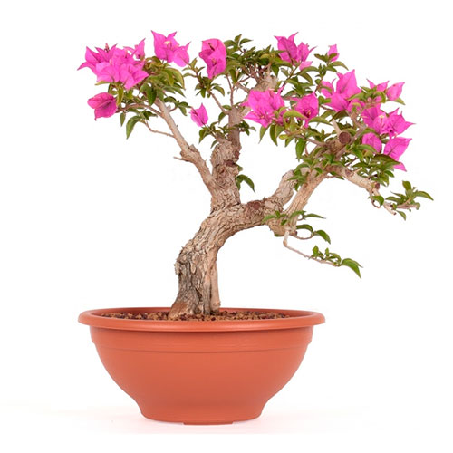 Bonsai de buganvilla