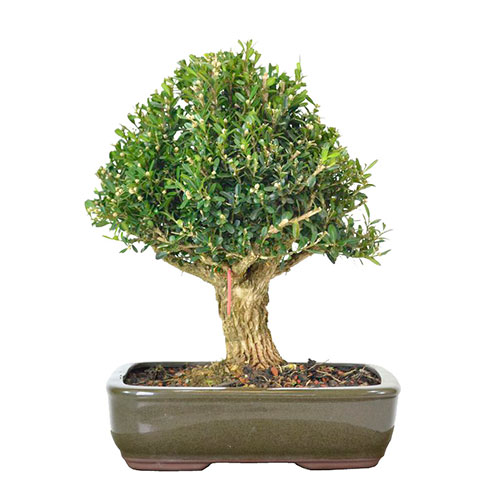 Bonsai buxus harlandii