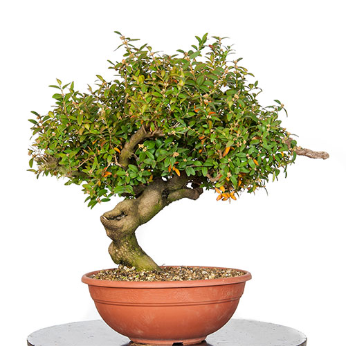 Bonsai buxus sempevirens