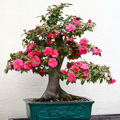 Bonsai camelia japónica