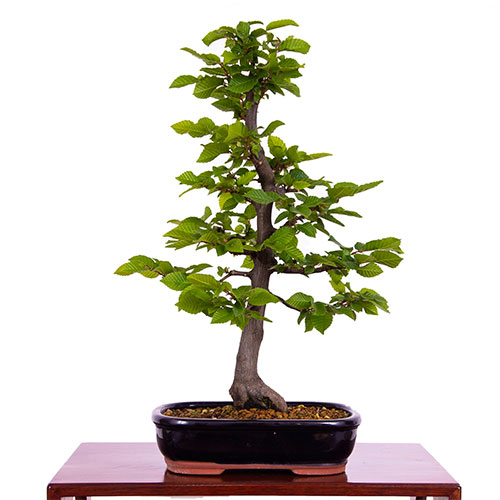 Bonsai carpe carpinus betulus