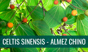 Ficha celtis sinensis - almez chino